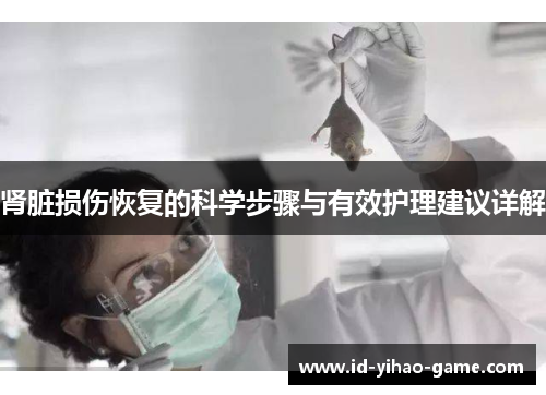 肾脏损伤恢复的科学步骤与有效护理建议详解 肾脏损伤恢复的科学步骤与有效护理建议详解
